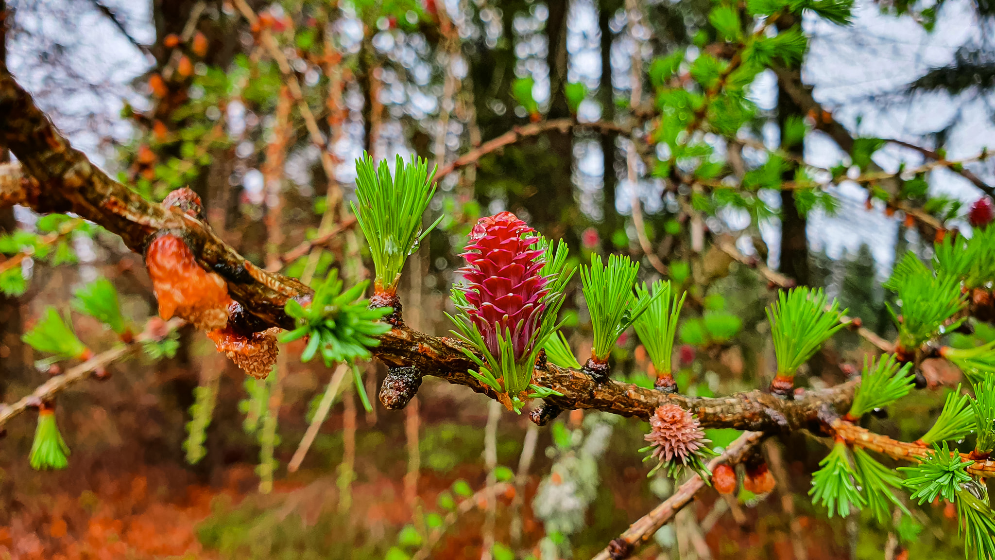 Żeleźnica - TupTup poBeskidach.pl